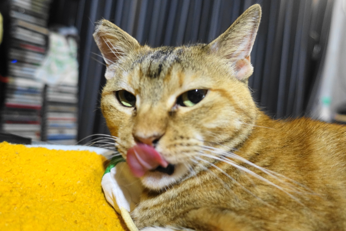 f:id:shigeo-t:20190823001322j:plain f:id:shigeo-t:20190823001322j:plain