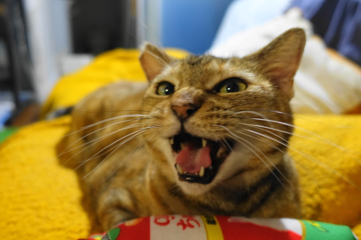 f:id:shigeo-t:20190823001551j:plain f:id:shigeo-t:20190823001551j:plain