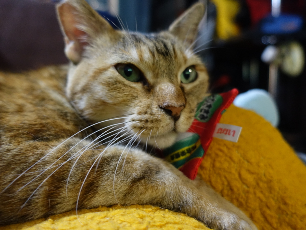 f:id:shigeo-t:20190823001621j:plain f:id:shigeo-t:20190823001621j:plain