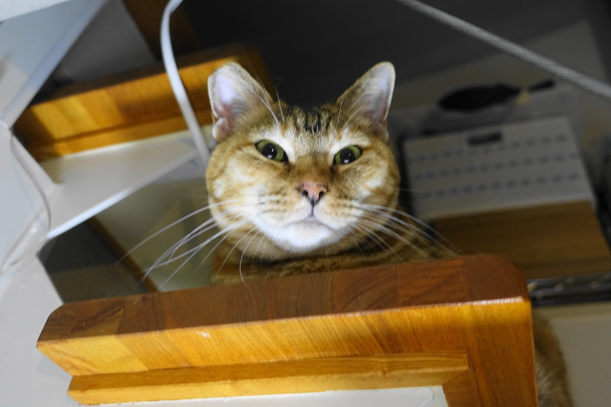 f:id:shigeo-t:20190823001818j:plain