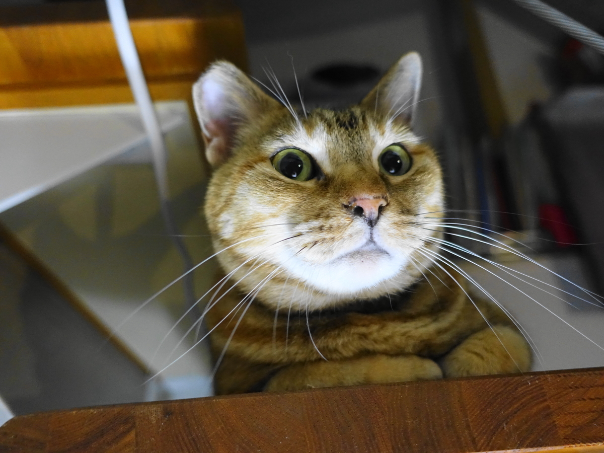 f:id:shigeo-t:20190823001849j:plain f:id:shigeo-t:20190823001849j:plain