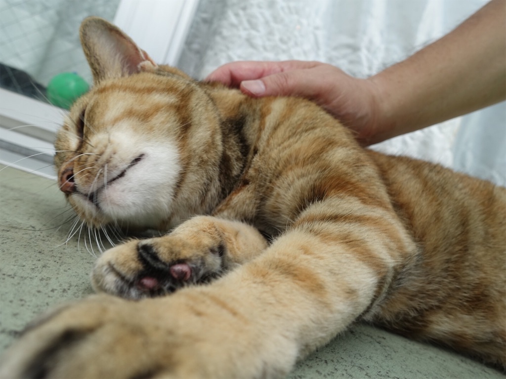 f:id:shigeo-t:20190824121113j:image