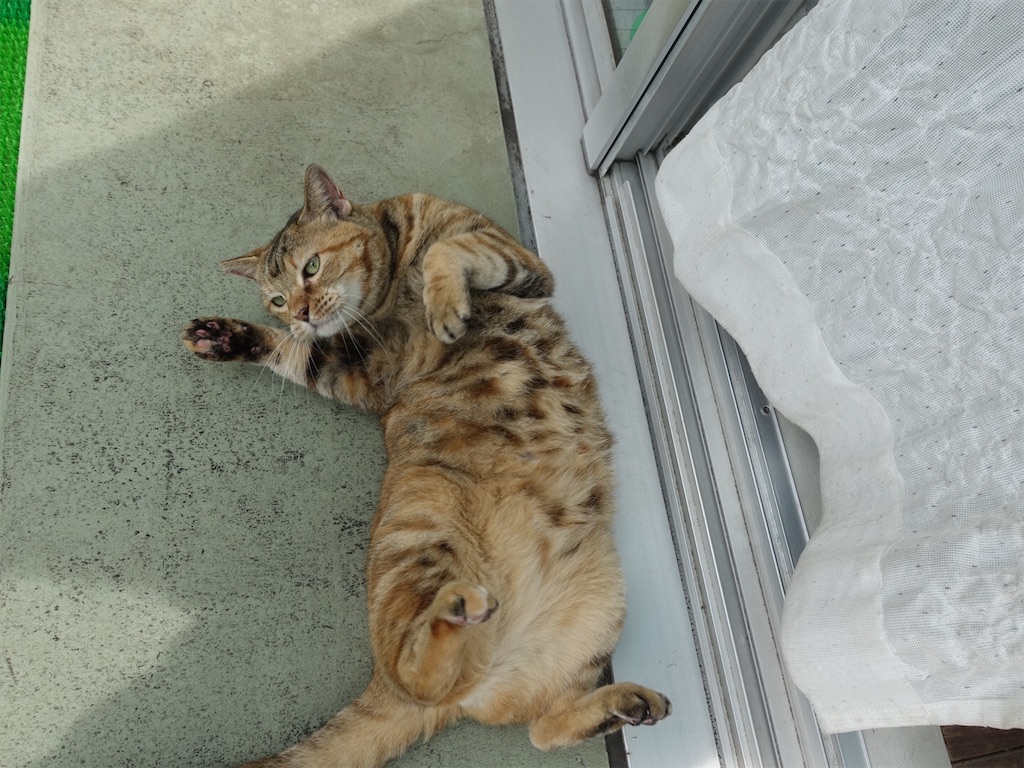 f:id:shigeo-t:20190824121149j:image