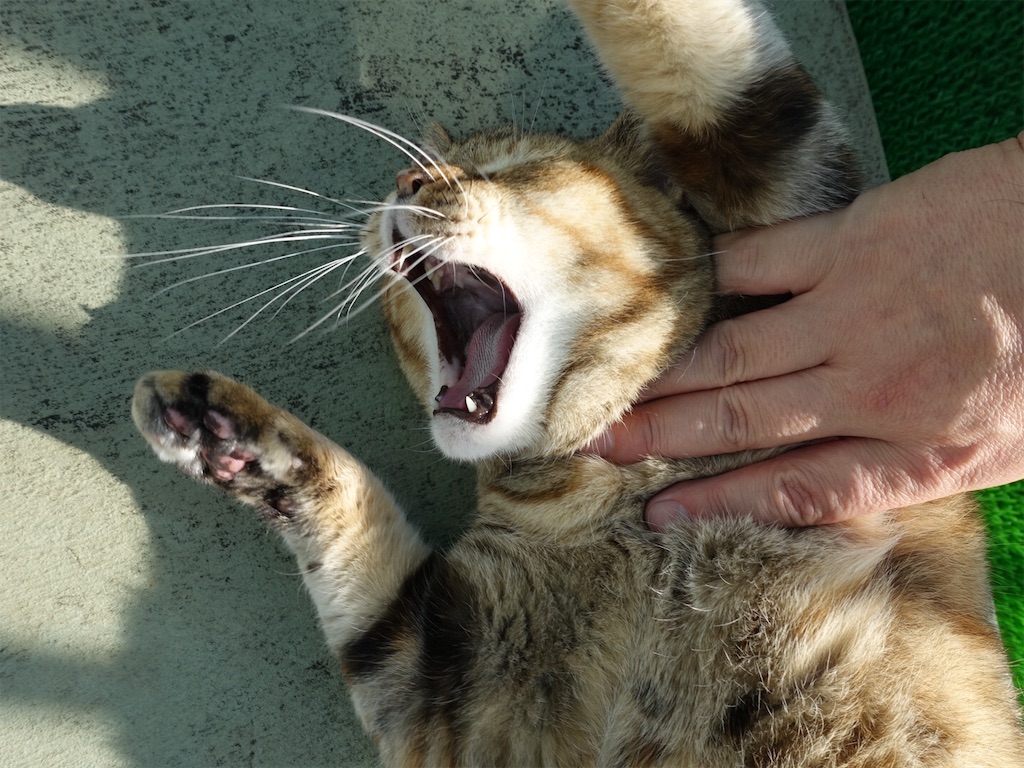 f:id:shigeo-t:20190824155819j:image