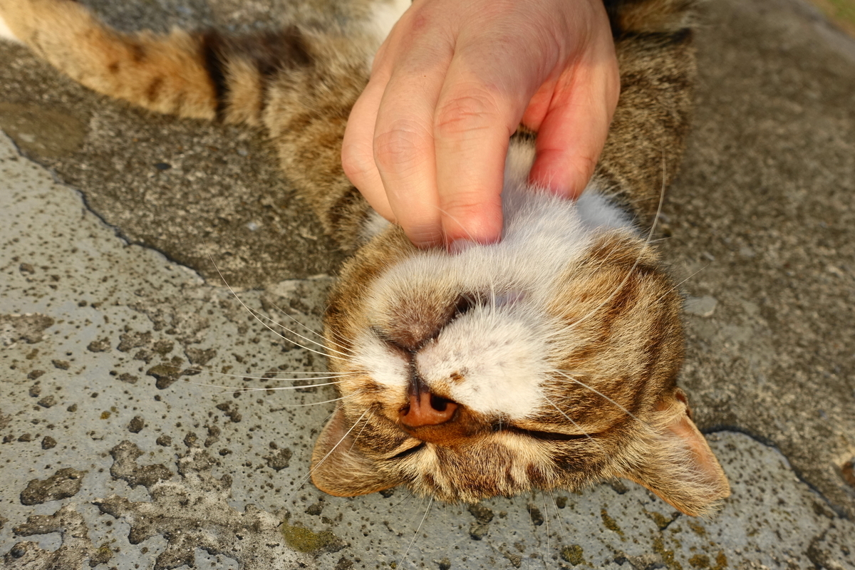 f:id:shigeo-t:20190825093948j:plain