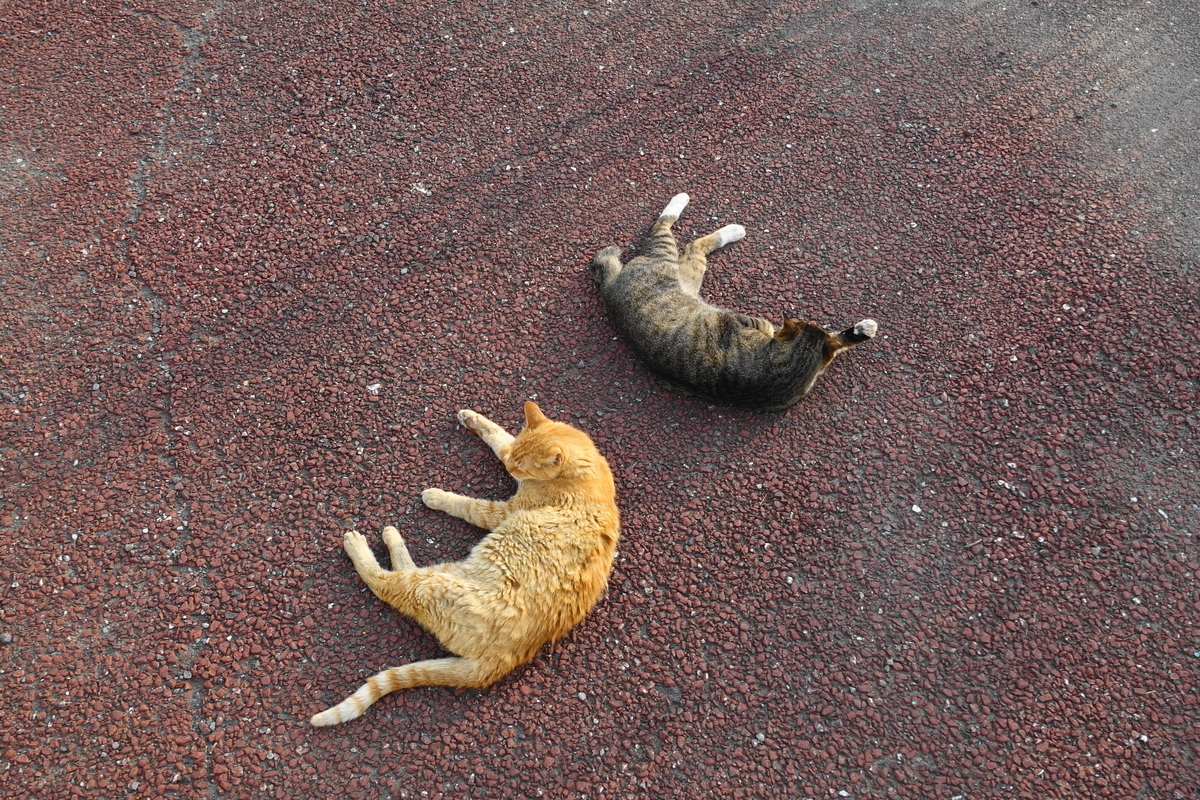 f:id:shigeo-t:20190825094232j:plain