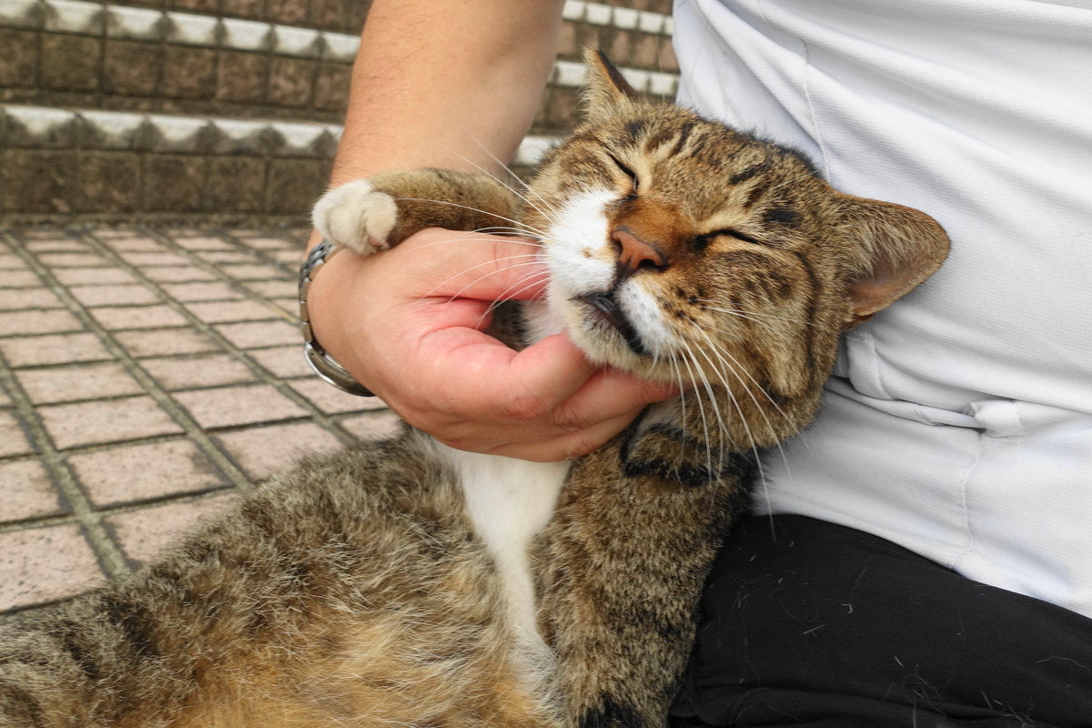 f:id:shigeo-t:20190825094736j:plain