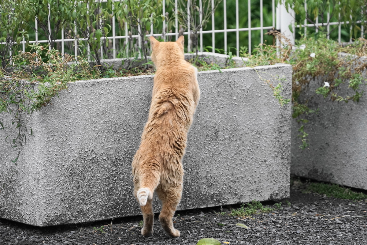 f:id:shigeo-t:20190825095255j:plain