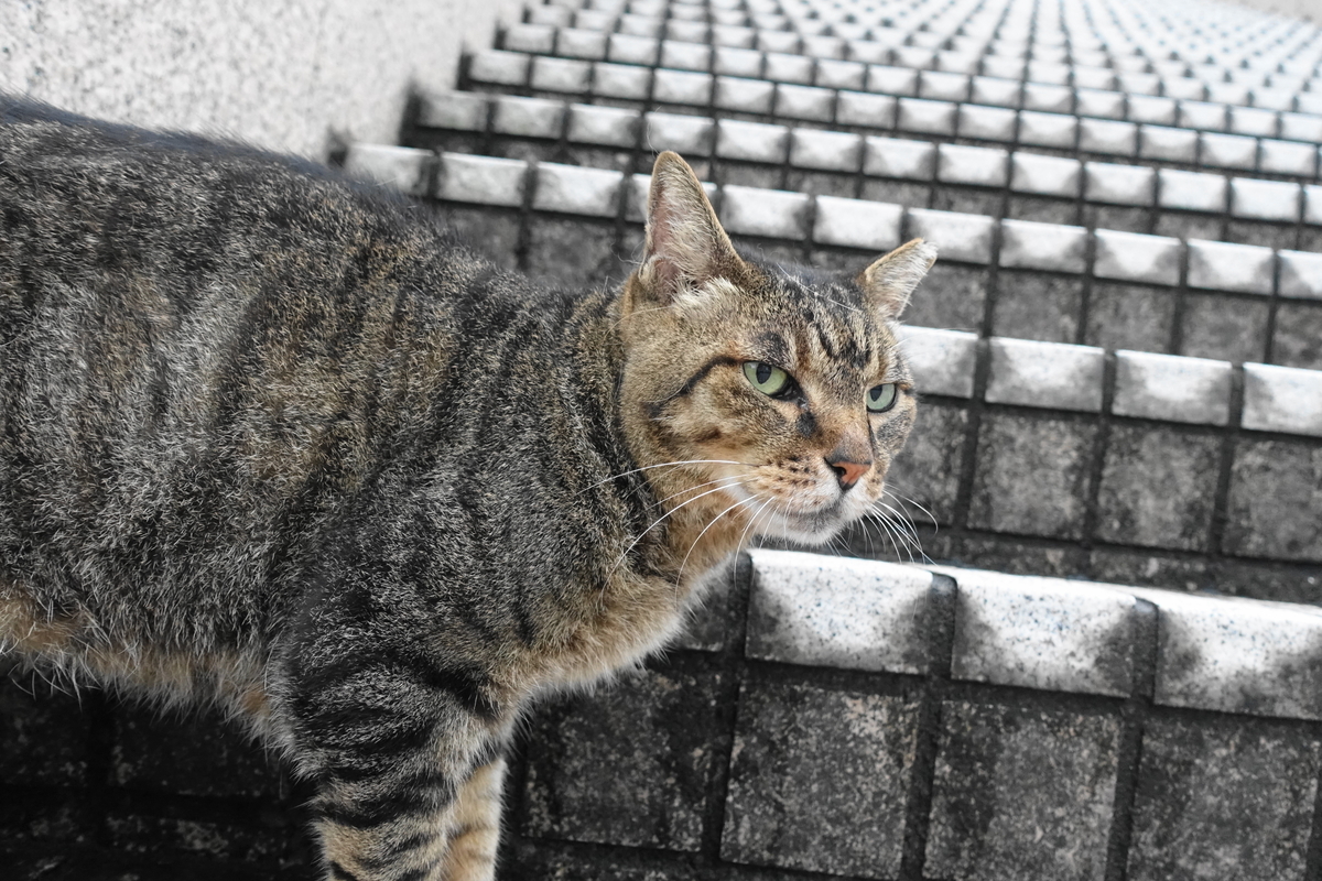 f:id:shigeo-t:20190825095422j:plain