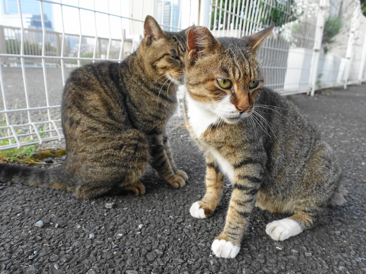 f:id:shigeo-t:20190826094151j:plain f:id:shigeo-t:20190826094151j:plain