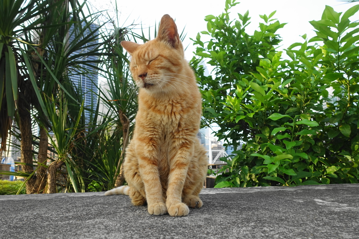 f:id:shigeo-t:20190826094419j:plain f:id:shigeo-t:20190826094419j:plain