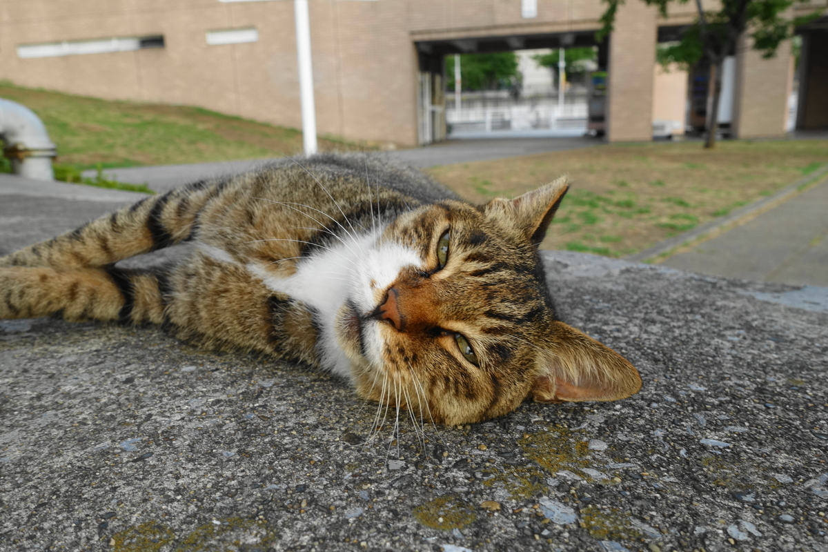f:id:shigeo-t:20190826094546j:plain f:id:shigeo-t:20190826094546j:plain