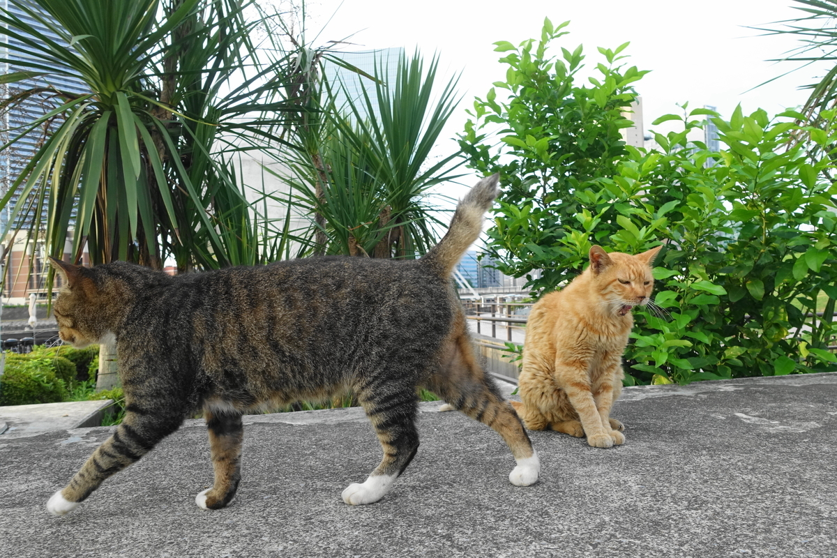 f:id:shigeo-t:20190826094811j:plain f:id:shigeo-t:20190826094811j:plain