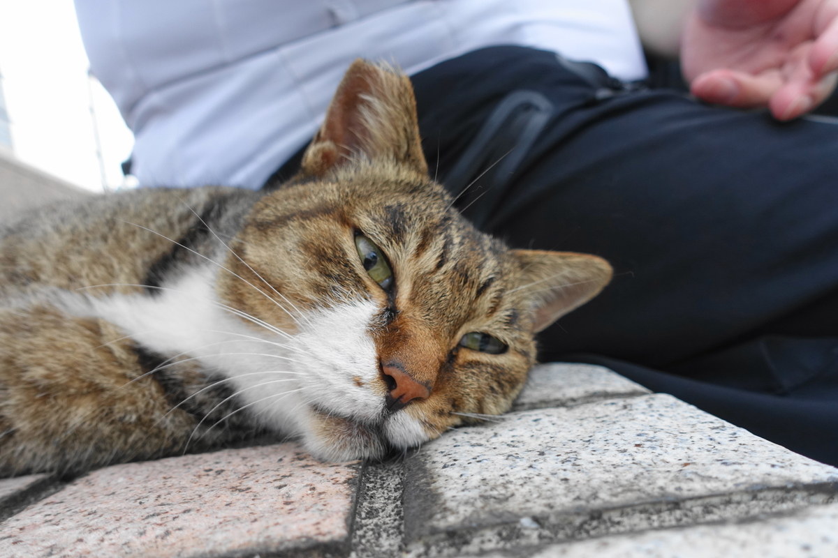 f:id:shigeo-t:20190826100405j:plain f:id:shigeo-t:20190826100405j:plain