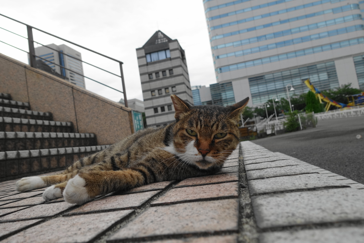 f:id:shigeo-t:20190826100417j:plain f:id:shigeo-t:20190826100417j:plain