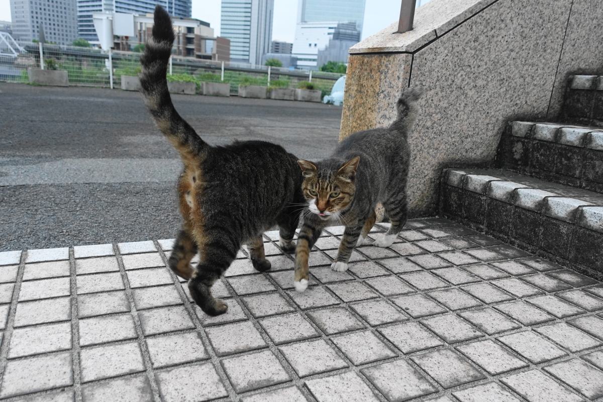 f:id:shigeo-t:20190829101351j:plain f:id:shigeo-t:20190829101351j:plain