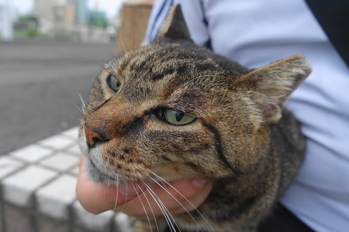 f:id:shigeo-t:20190829101733j:plain f:id:shigeo-t:20190829101733j:plain