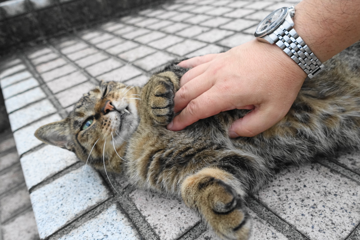 f:id:shigeo-t:20190829101758j:plain f:id:shigeo-t:20190829101758j:plain