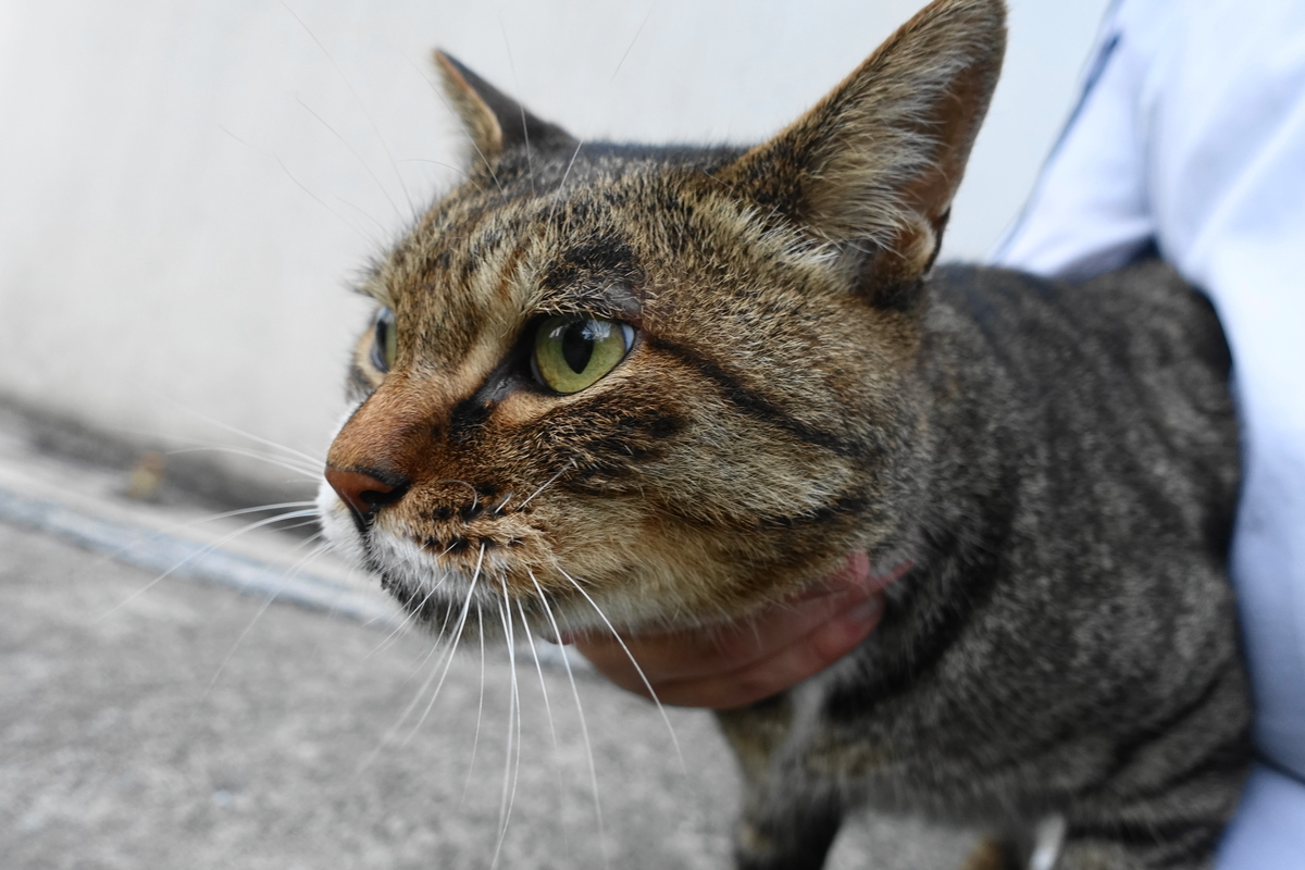 f:id:shigeo-t:20190829103453j:plain f:id:shigeo-t:20190829103453j:plain