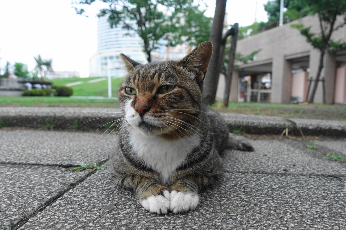 f:id:shigeo-t:20190829103728j:plain f:id:shigeo-t:20190829103728j:plain