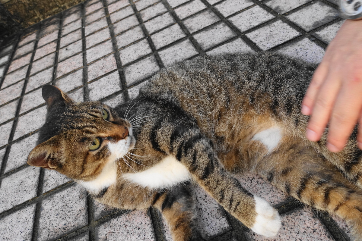 f:id:shigeo-t:20190829104423j:plain f:id:shigeo-t:20190829104423j:plain
