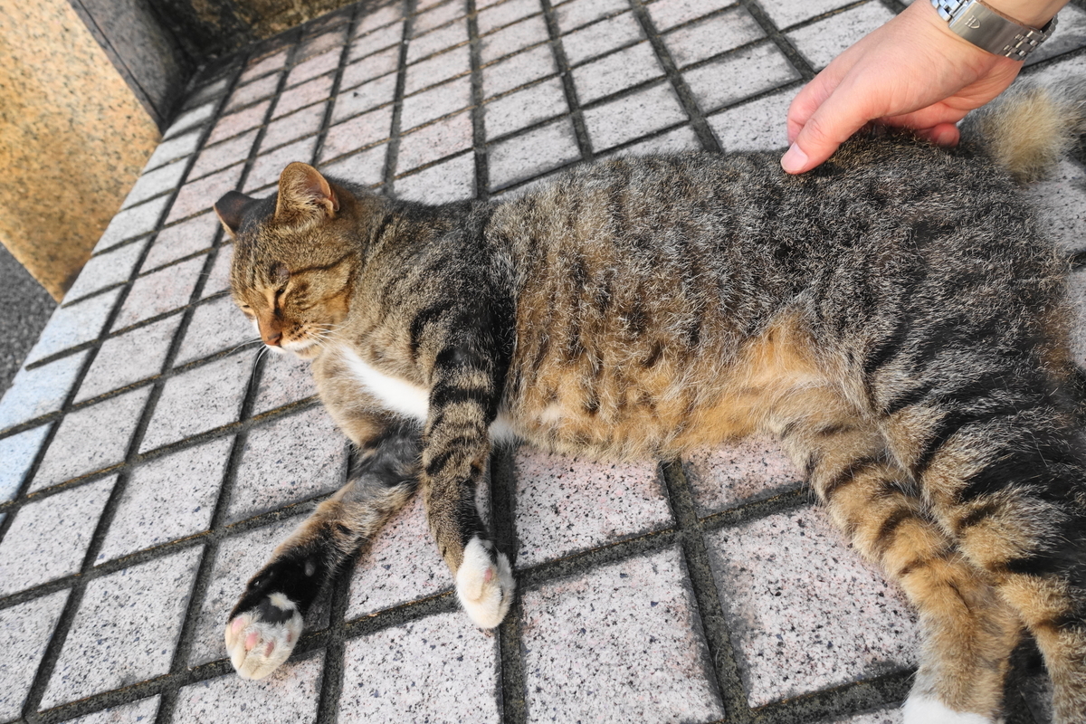 f:id:shigeo-t:20190829104449j:plain f:id:shigeo-t:20190829104449j:plain