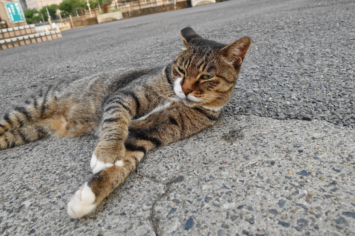 f:id:shigeo-t:20190829104647j:plain f:id:shigeo-t:20190829104647j:plain