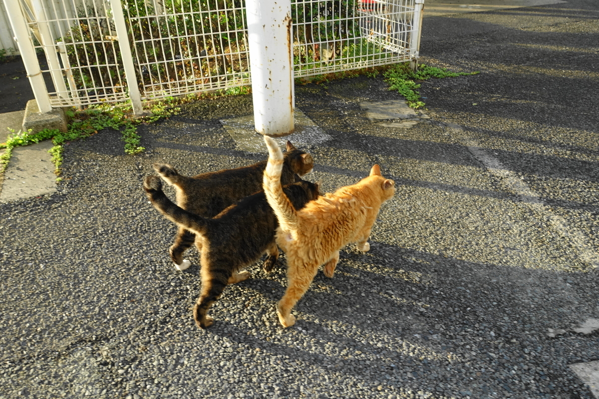 f:id:shigeo-t:20190901101741j:plain f:id:shigeo-t:20190901101741j:plain