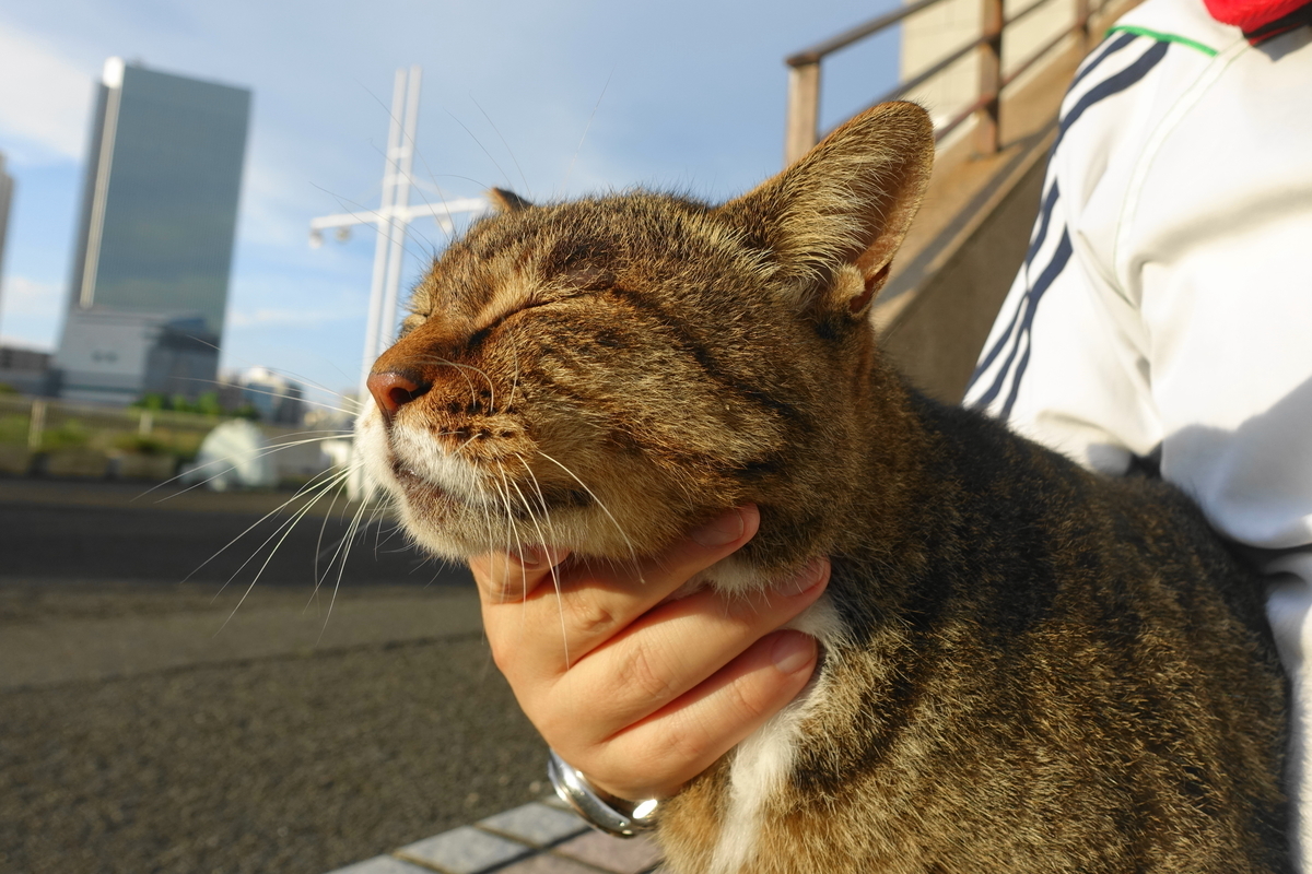 f:id:shigeo-t:20190901101829j:plain f:id:shigeo-t:20190901101829j:plain