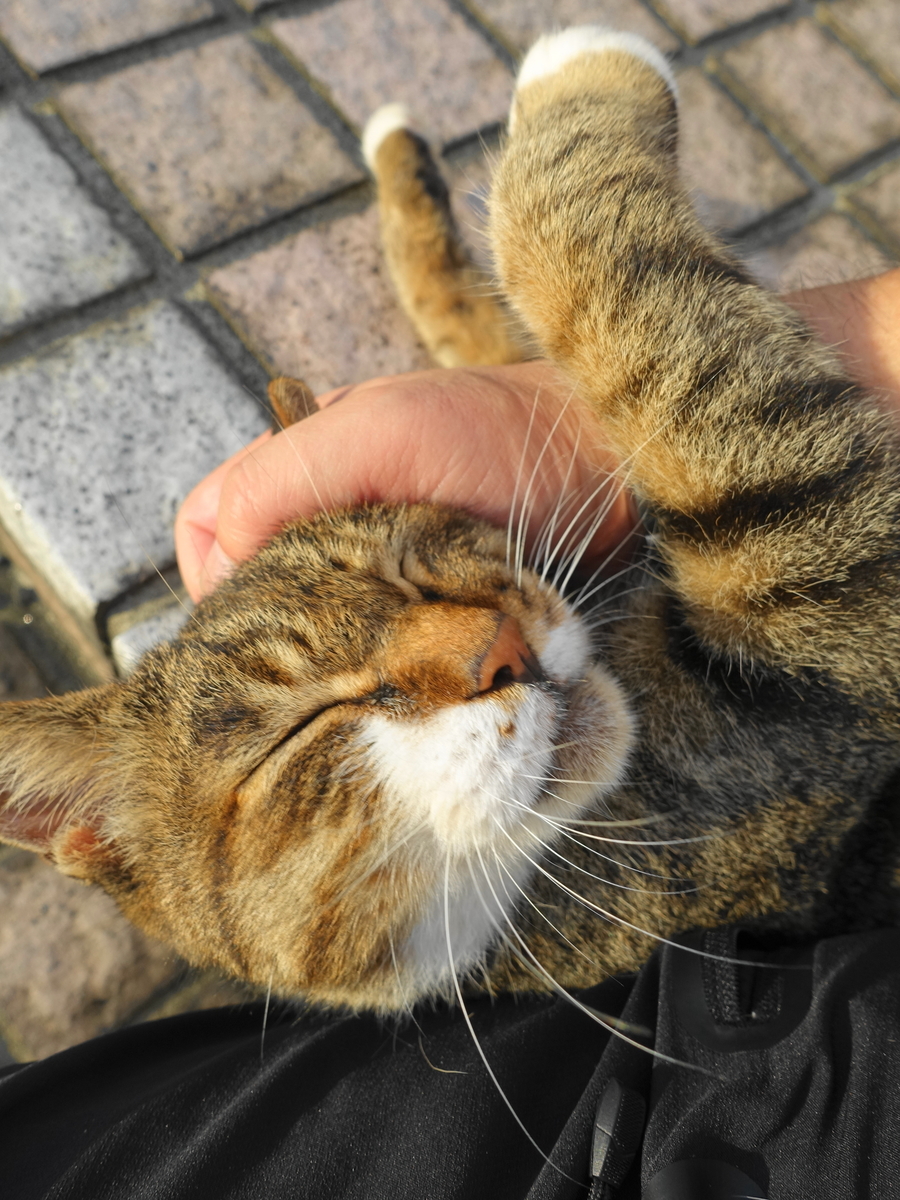 f:id:shigeo-t:20190901101855j:plain f:id:shigeo-t:20190901101855j:plain