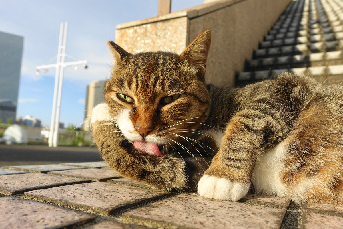 f:id:shigeo-t:20190901102158j:plain f:id:shigeo-t:20190901102158j:plain