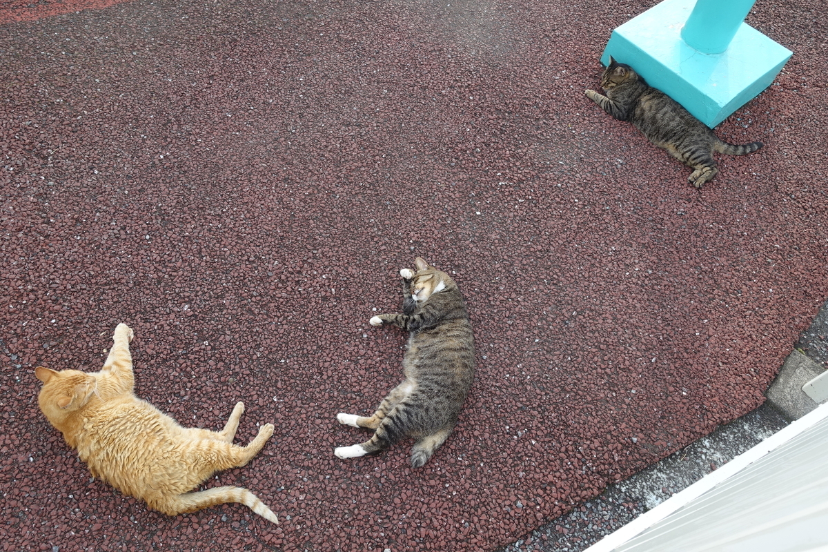 f:id:shigeo-t:20190901102321j:plain f:id:shigeo-t:20190901102321j:plain