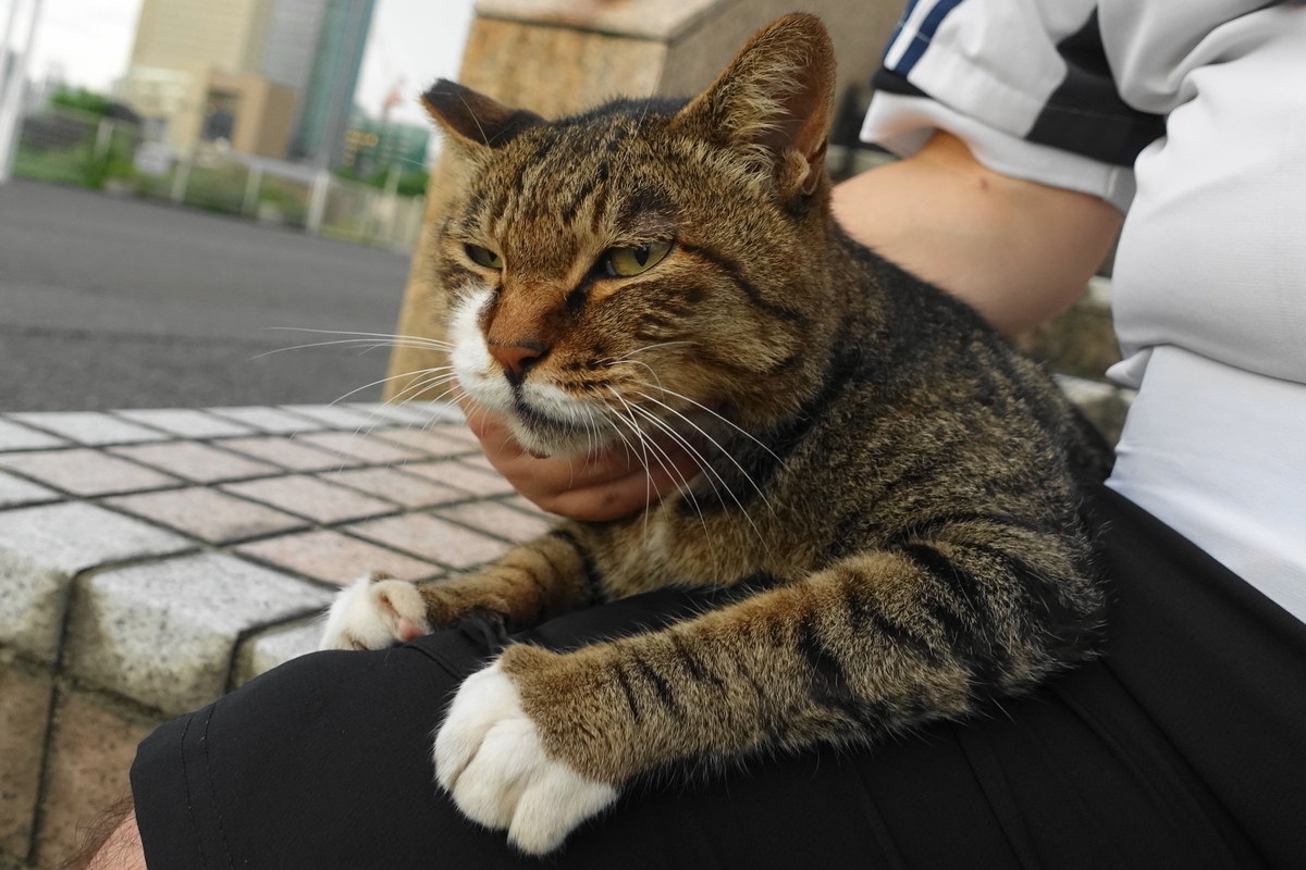 f:id:shigeo-t:20190901103000j:plain f:id:shigeo-t:20190901103000j:plain