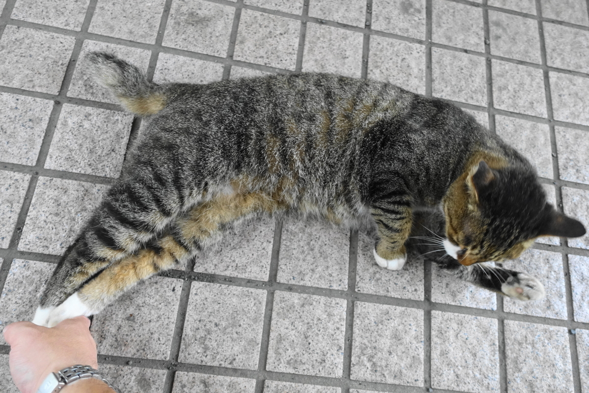 f:id:shigeo-t:20190901103131j:plain f:id:shigeo-t:20190901103131j:plain