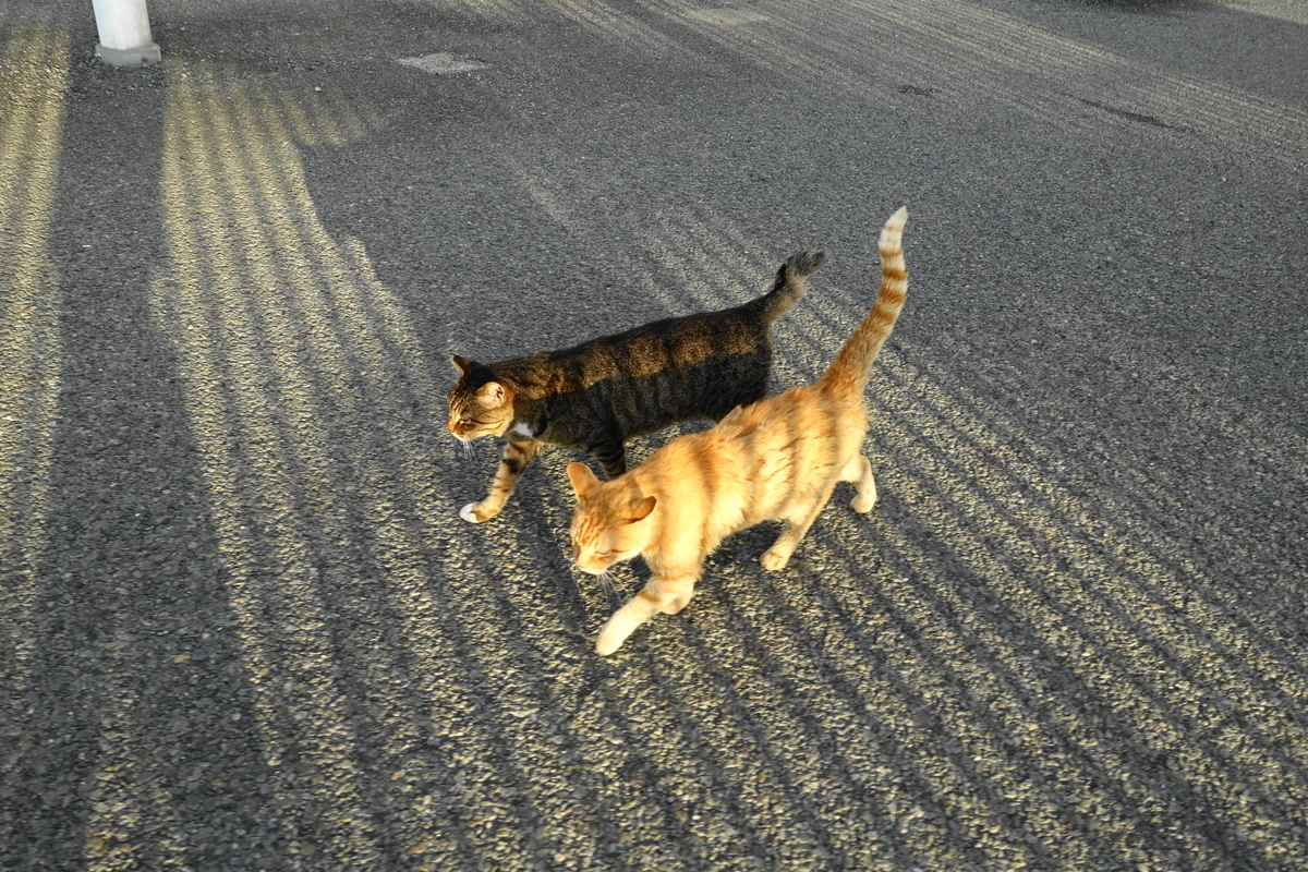 f:id:shigeo-t:20190901104327j:plain f:id:shigeo-t:20190901104327j:plain