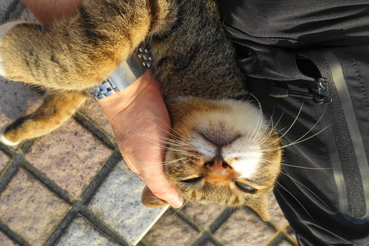 f:id:shigeo-t:20190901104458j:plain f:id:shigeo-t:20190901104458j:plain