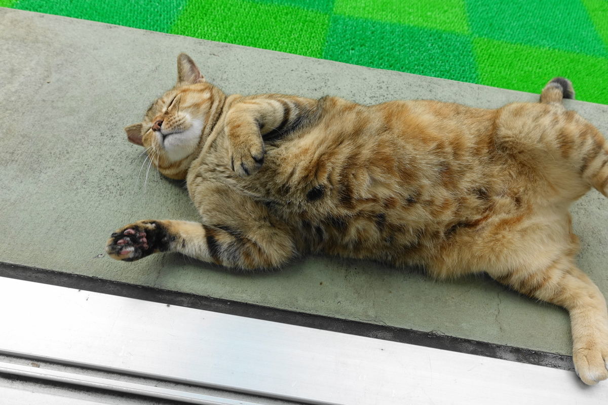 f:id:shigeo-t:20190909091837j:plain f:id:shigeo-t:20190909091837j:plain