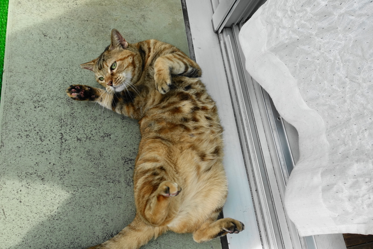 f:id:shigeo-t:20190909092019j:plain f:id:shigeo-t:20190909092019j:plain