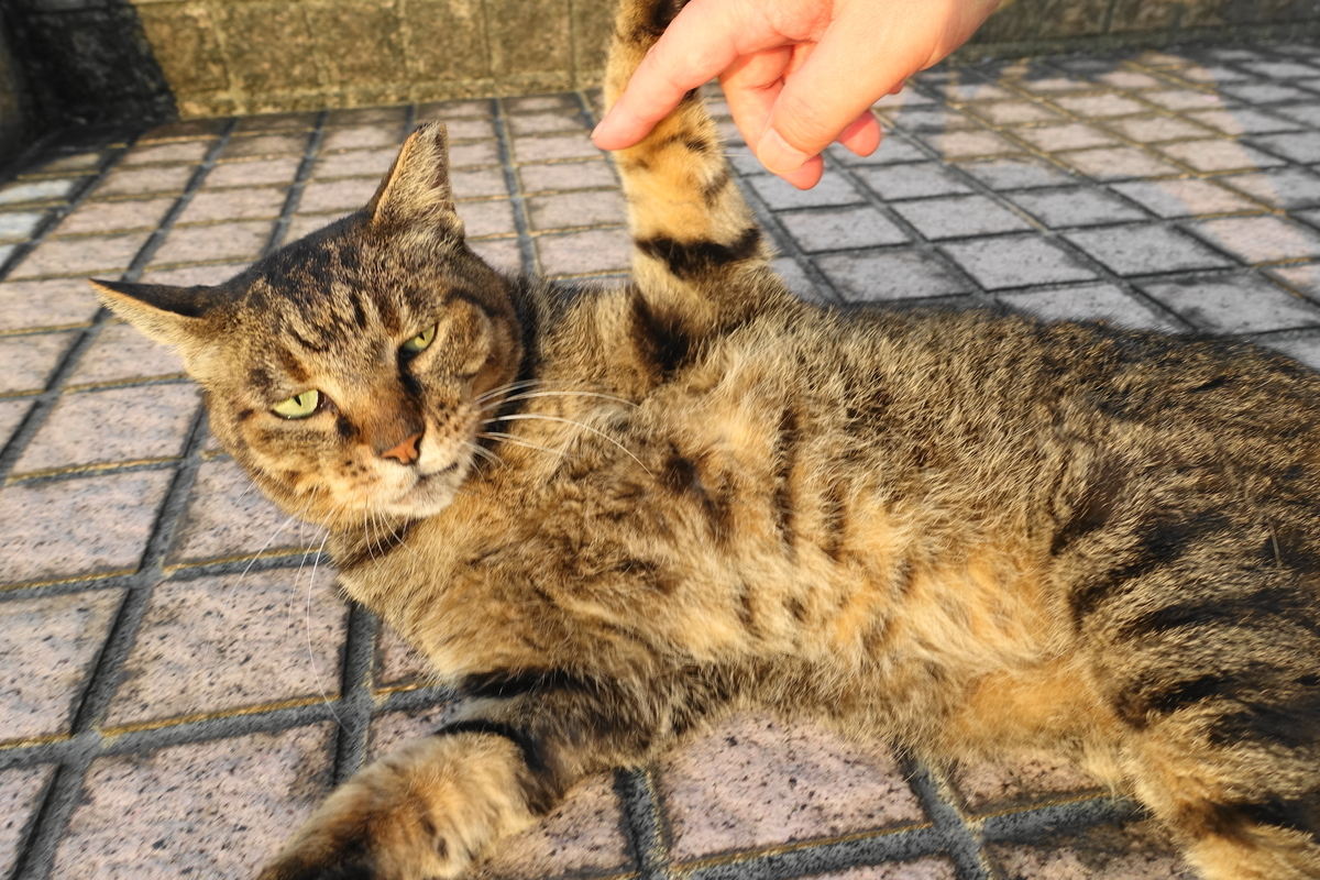 f:id:shigeo-t:20190912102930j:plain