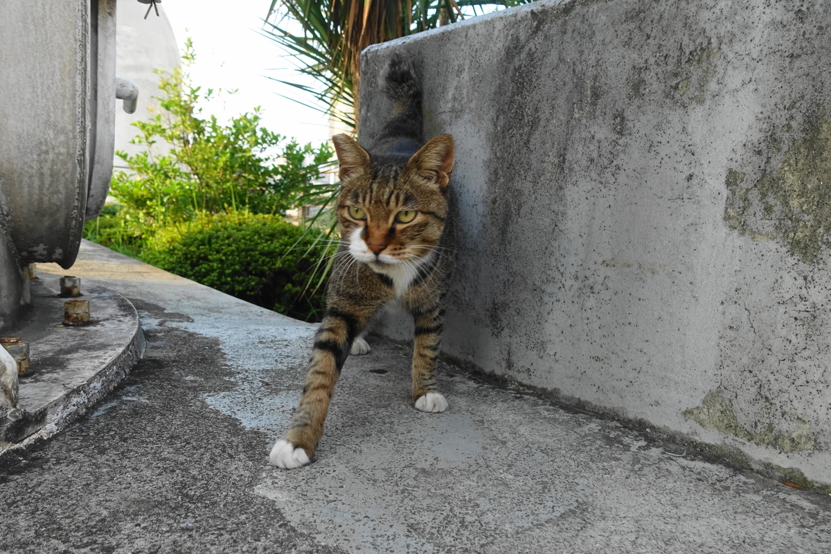 f:id:shigeo-t:20190912103447j:plain