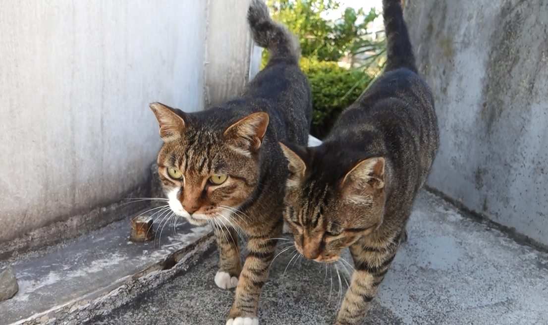 f:id:shigeo-t:20190912103734p:plain
