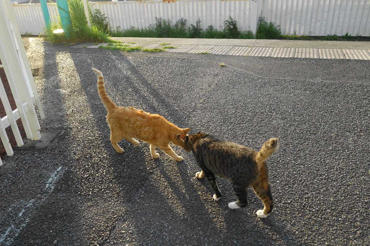 f:id:shigeo-t:20190912104555j:plain