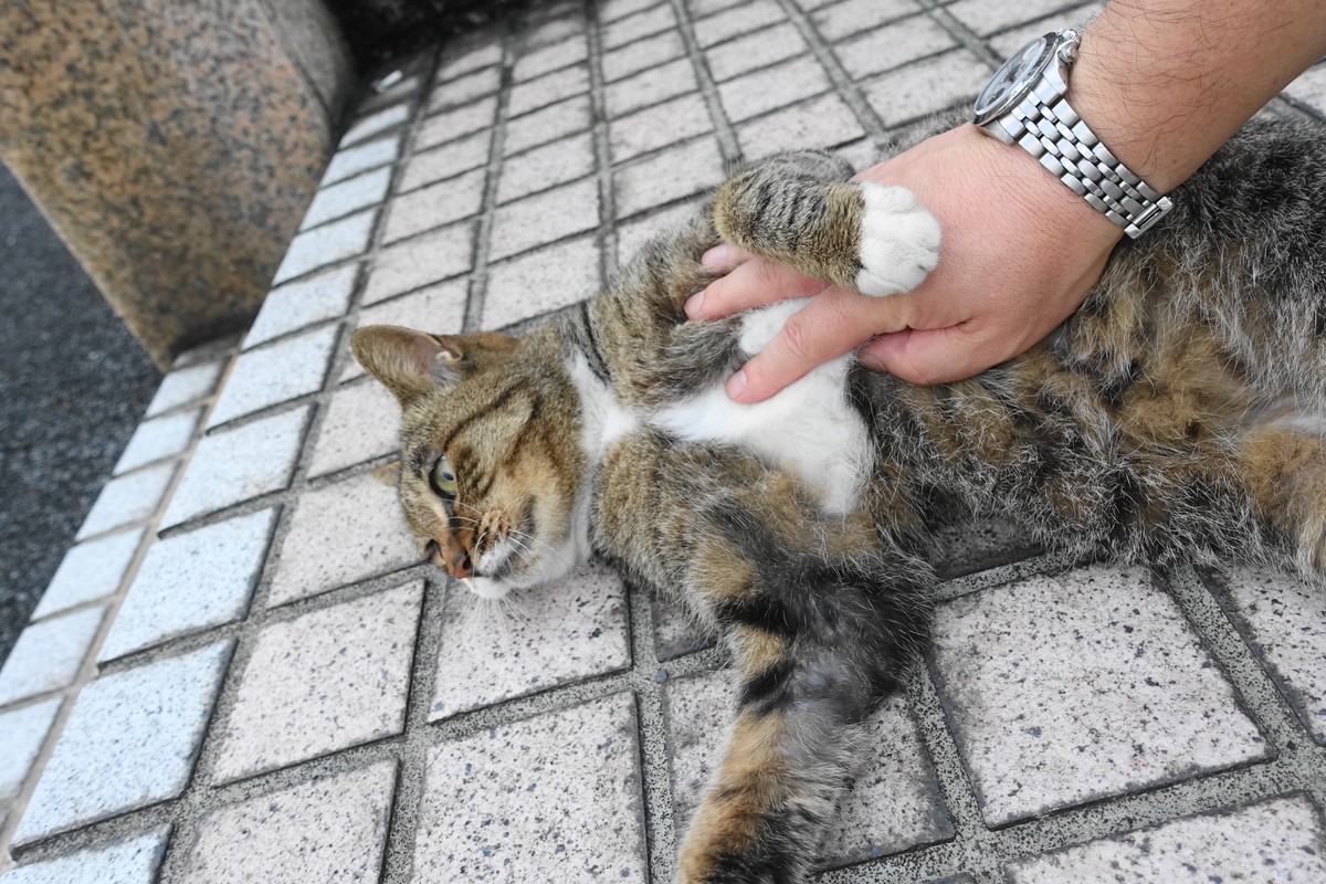 f:id:shigeo-t:20190915095725j:plain f:id:shigeo-t:20190915095725j:plain