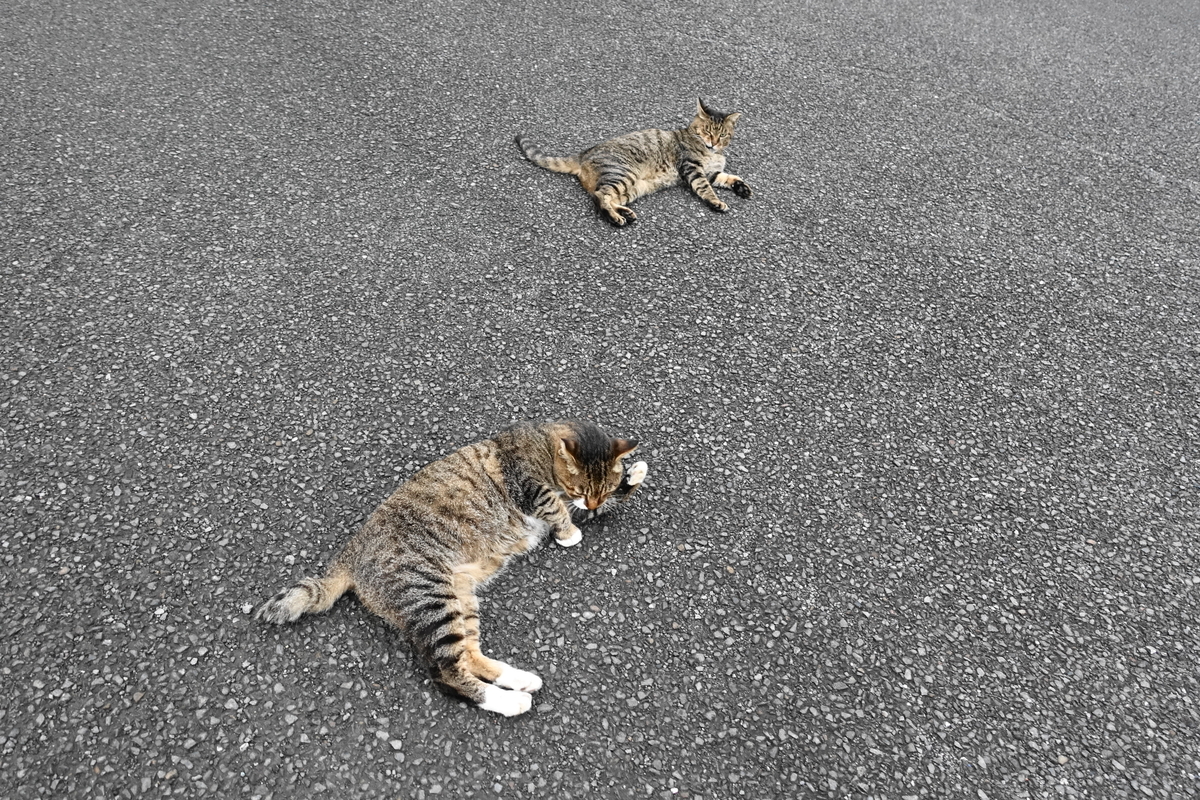 f:id:shigeo-t:20190915100002j:plain f:id:shigeo-t:20190915100002j:plain