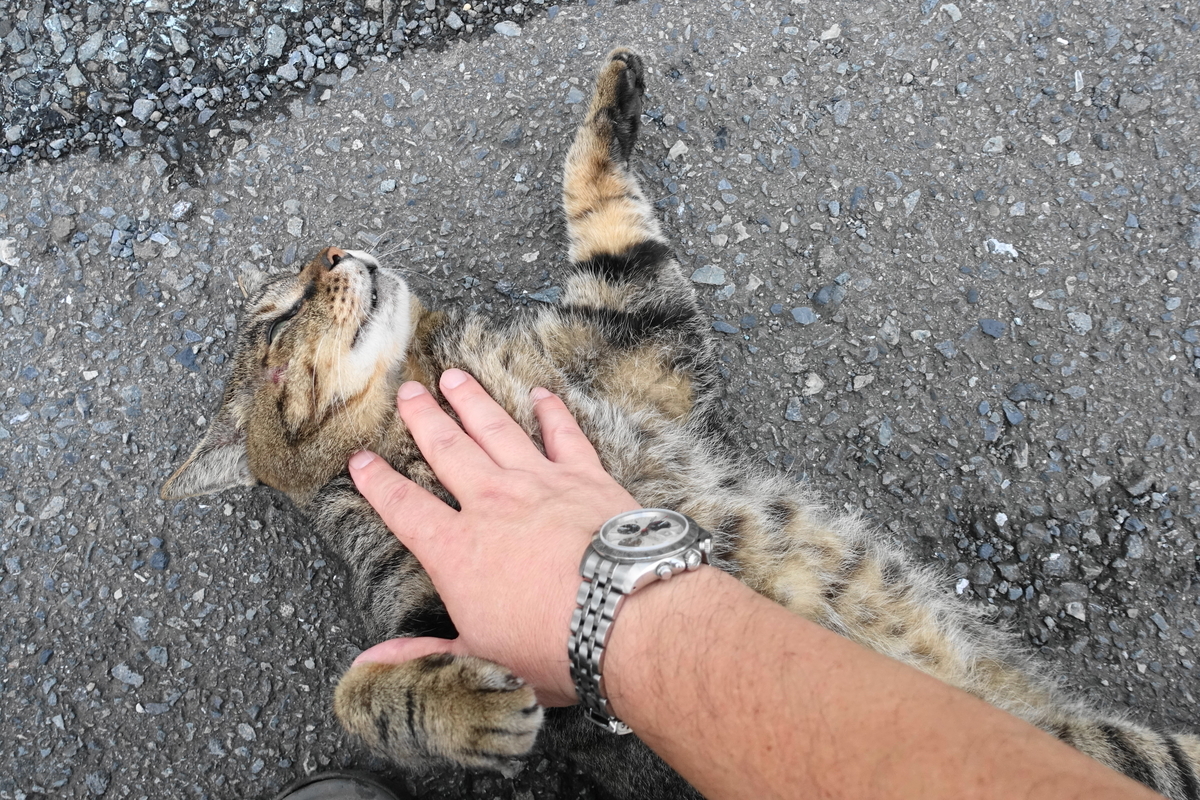 f:id:shigeo-t:20190915100111j:plain f:id:shigeo-t:20190915100111j:plain