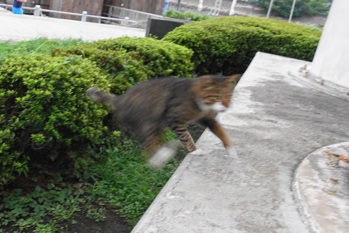f:id:shigeo-t:20190915100618j:plain f:id:shigeo-t:20190915100618j:plain