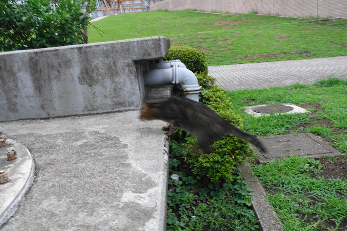 f:id:shigeo-t:20190915100634j:plain f:id:shigeo-t:20190915100634j:plain