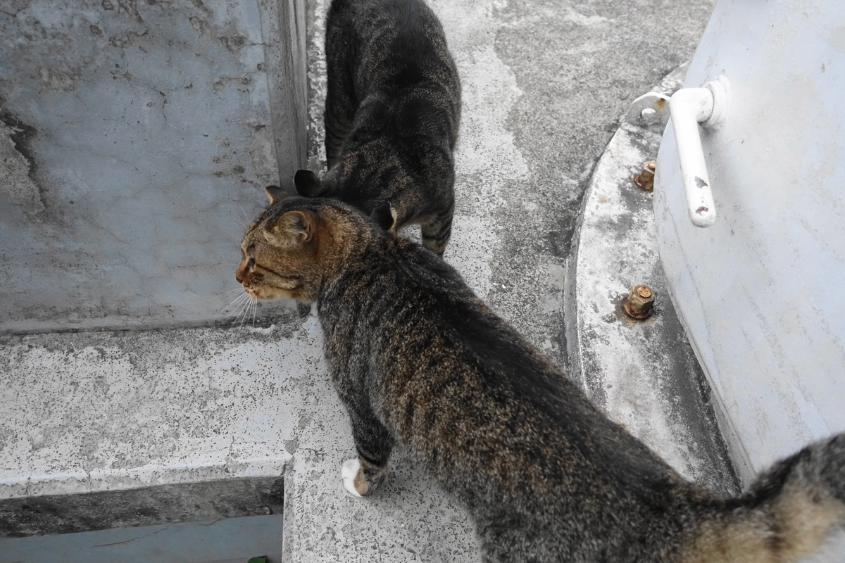 f:id:shigeo-t:20190915100651j:plain f:id:shigeo-t:20190915100651j:plain