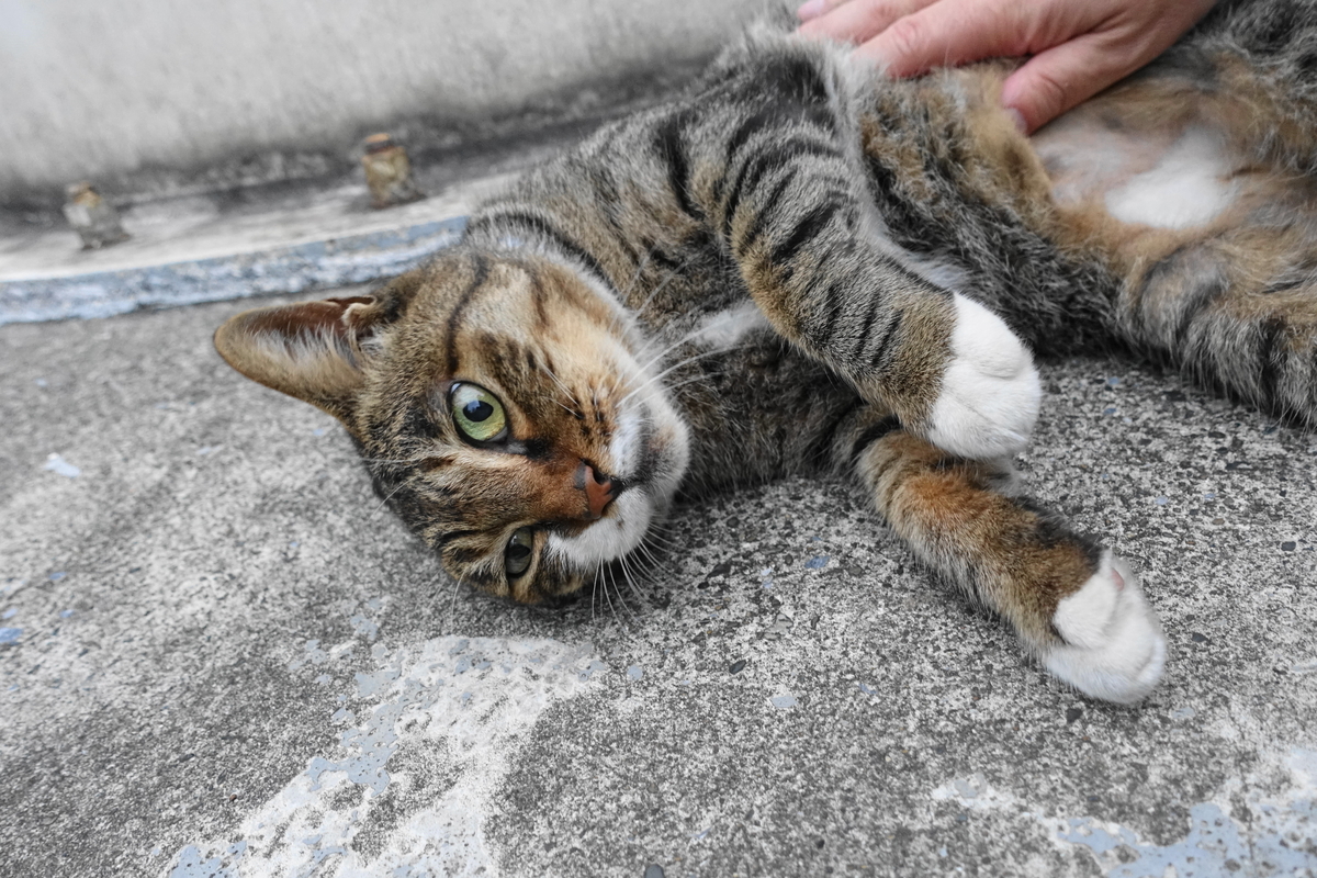 f:id:shigeo-t:20190915100745j:plain f:id:shigeo-t:20190915100745j:plain