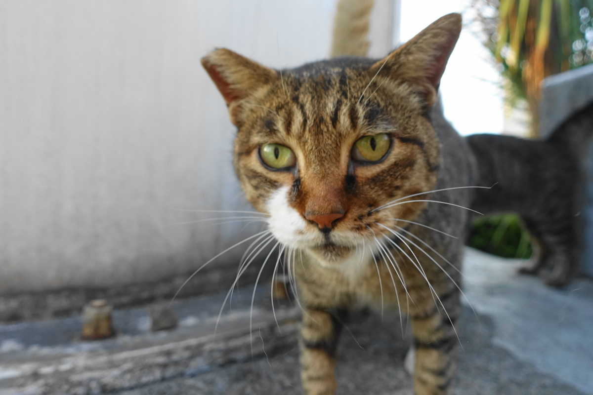 f:id:shigeo-t:20190915101300j:plain f:id:shigeo-t:20190915101300j:plain